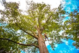 Best Seasonal Cleanup (Spring/Fall)  in Baxter Estates, NY