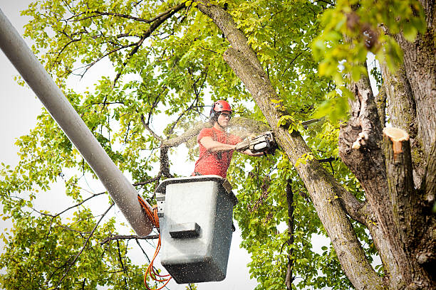 Trusted Baxter Estates, NY  Tree Services Experts